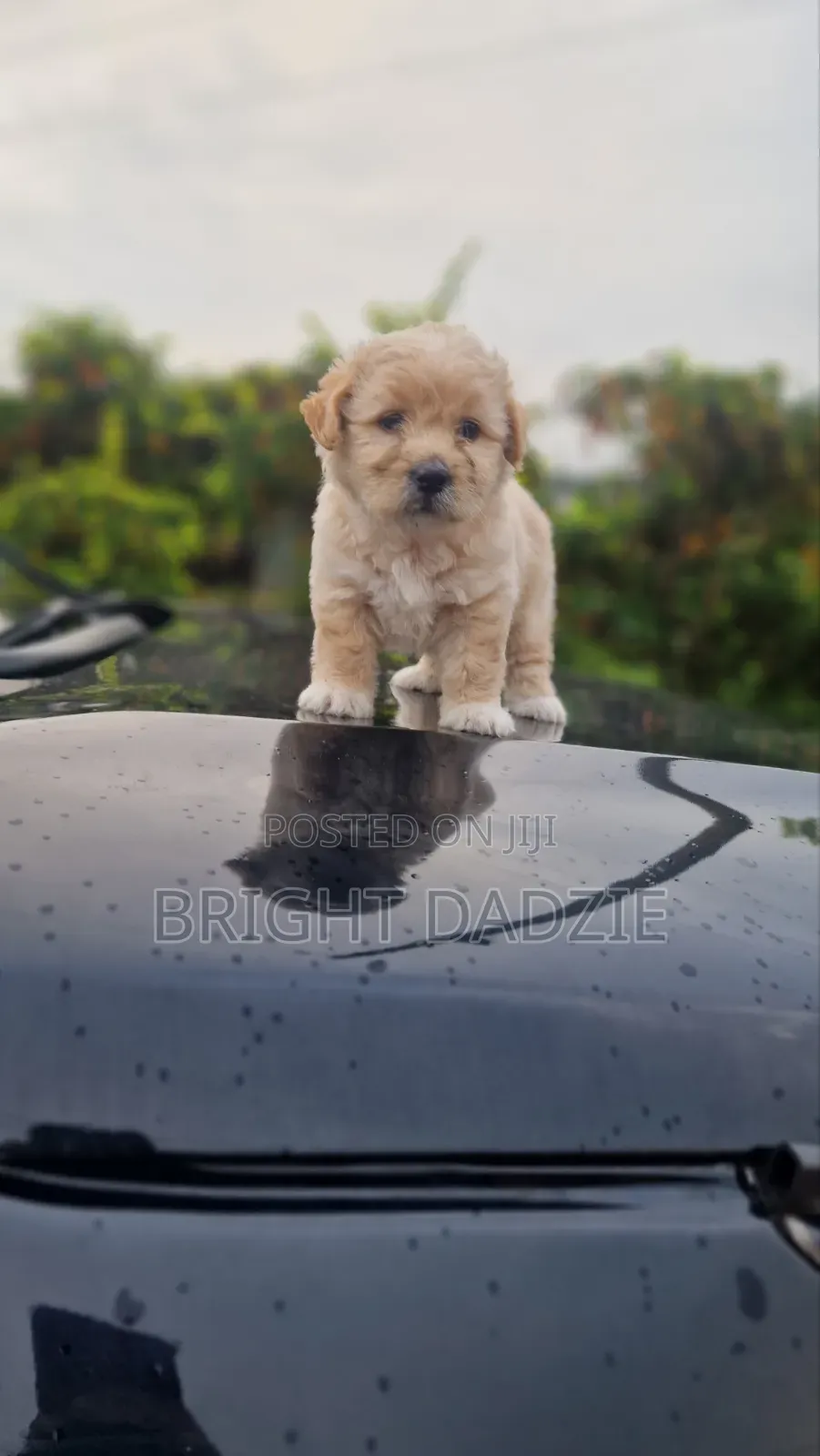 1-3 months Female Purebred Maltese