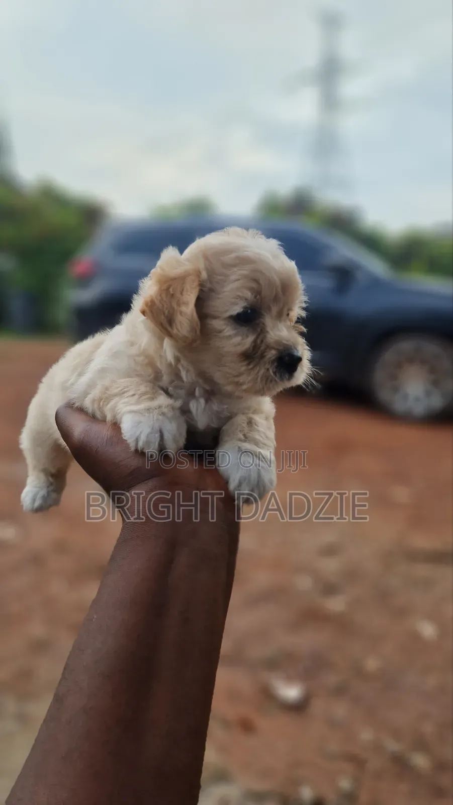 1-3 months Female Purebred Maltese