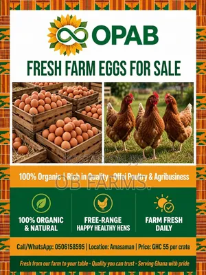 Fresh Organic Egg