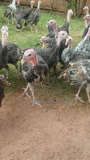 3months Old Turkeys