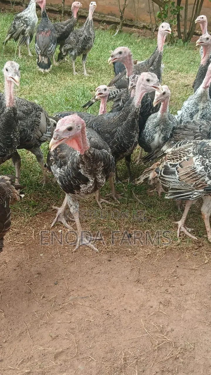 3months Old Turkeys