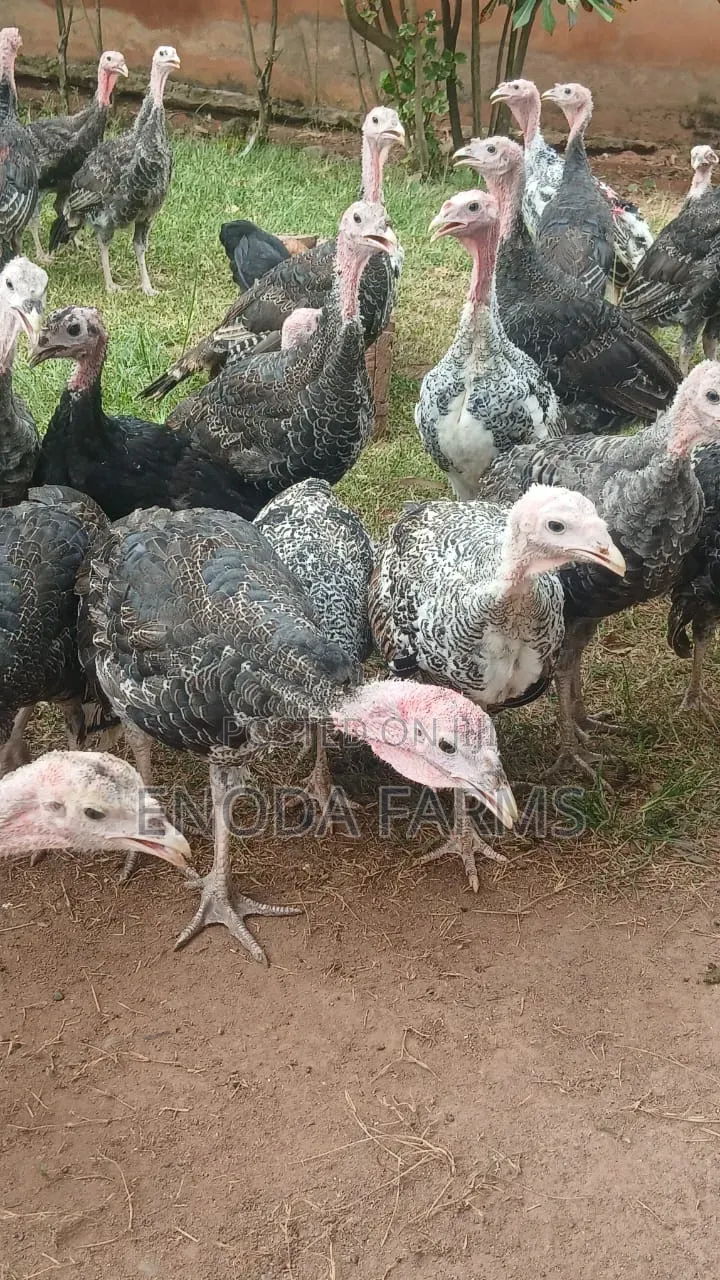 3months Old Turkeys