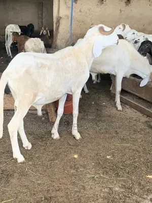 The Goat Seller