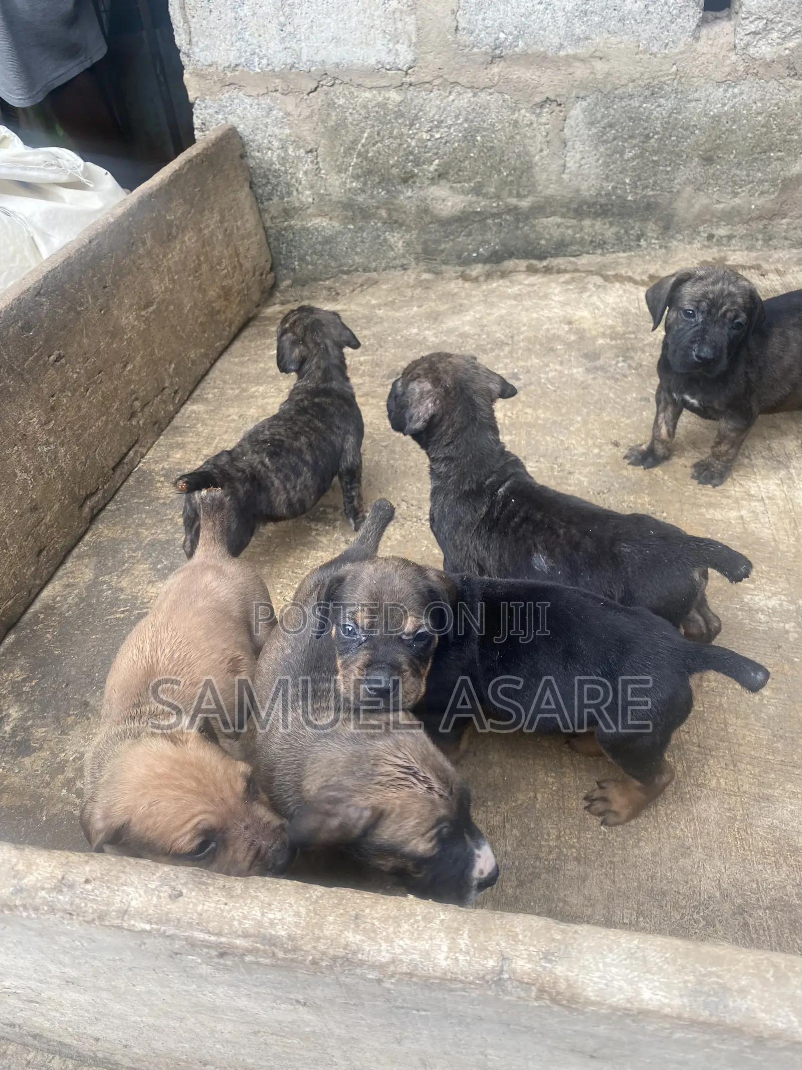 0-1 month Female Purebred Boerboel