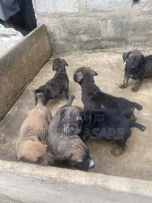 0-1 month Female Purebred Boerboel