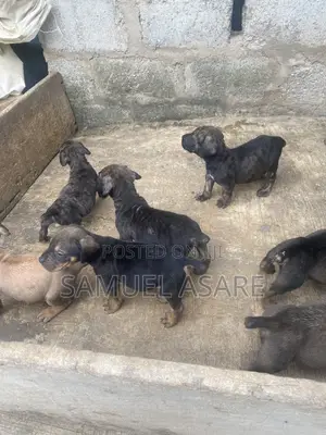 0-1 month Female Purebred Boerboel