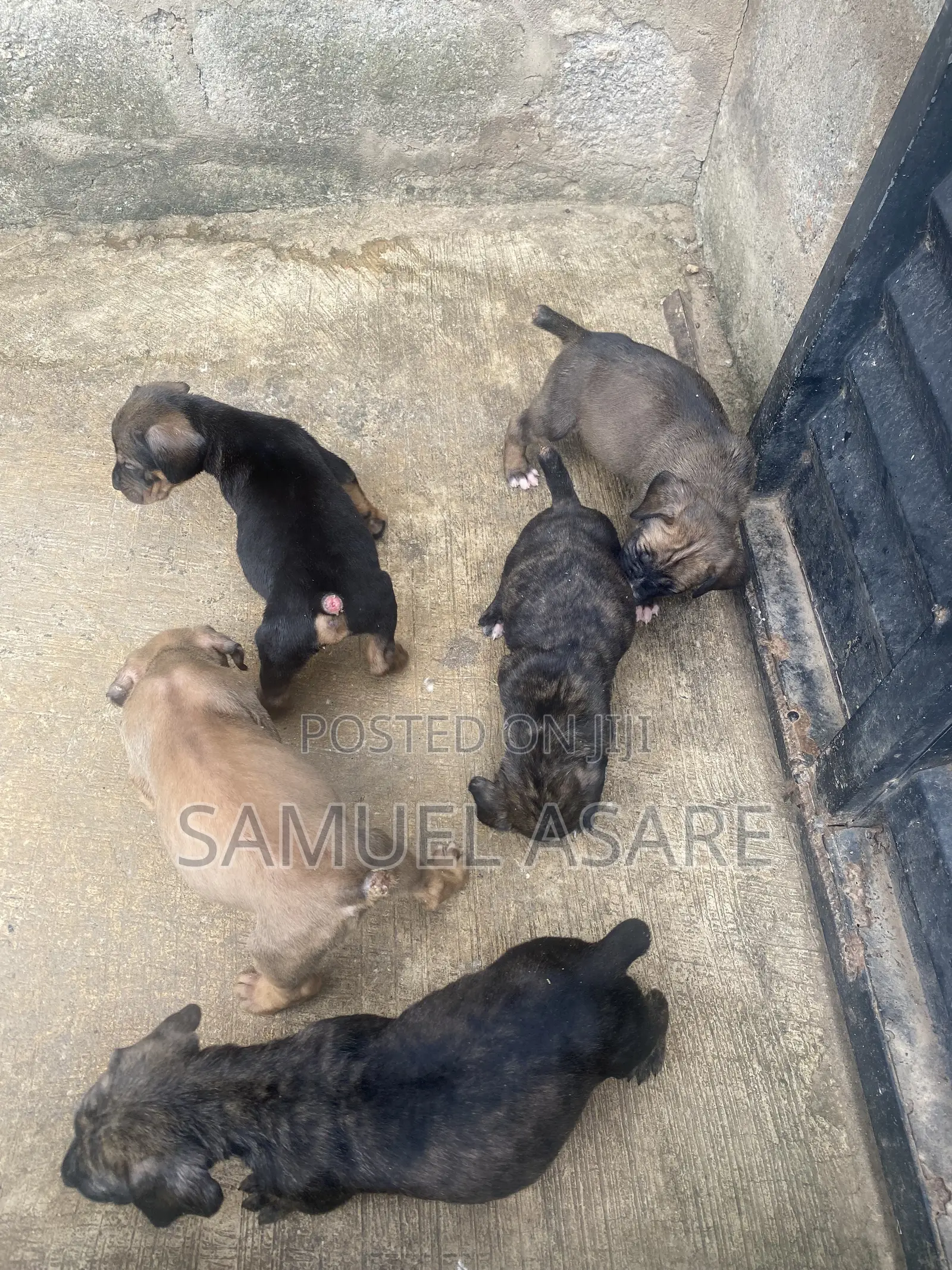 0-1 month Female Purebred Boerboel