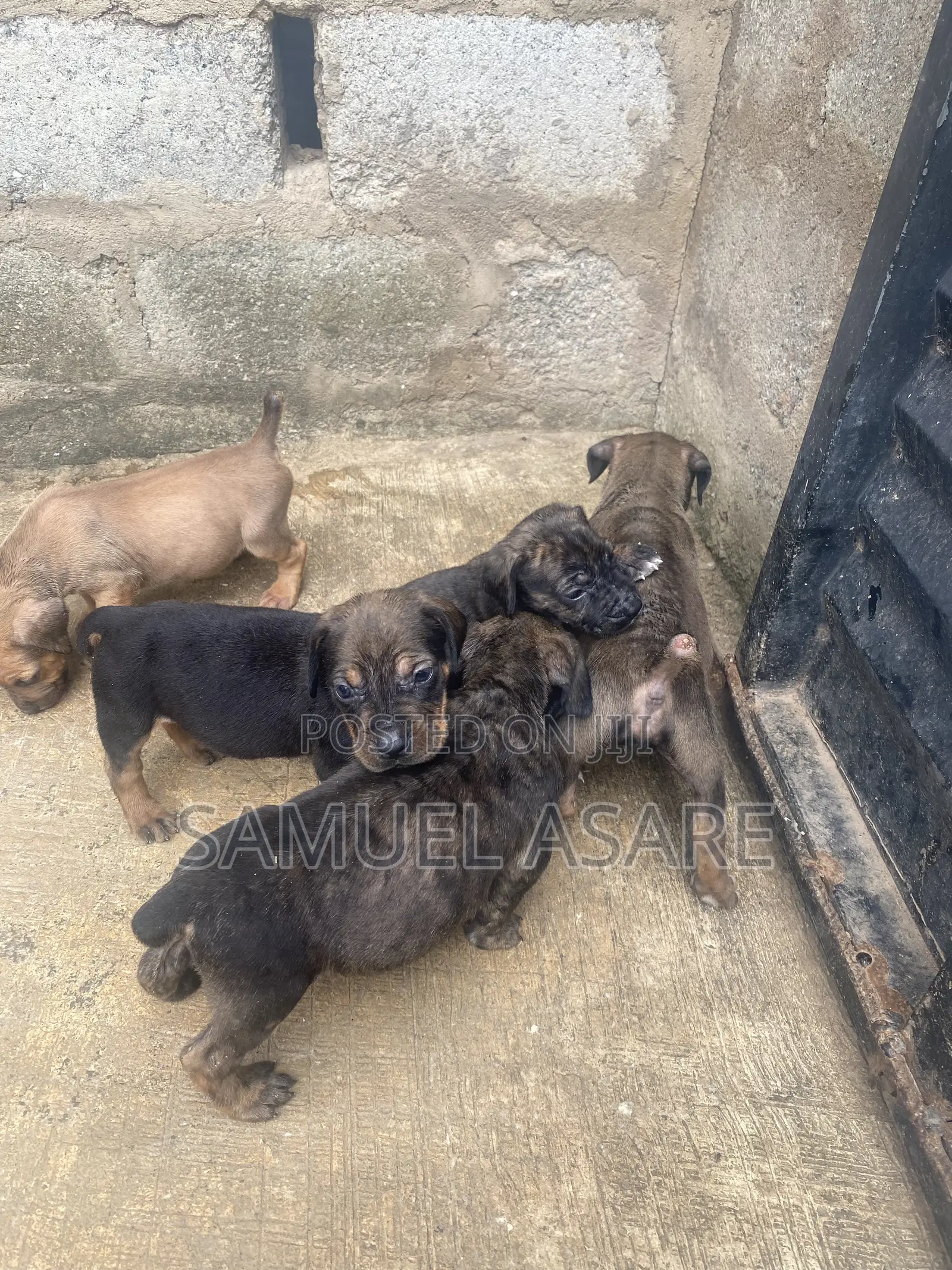 0-1 month Female Purebred Boerboel