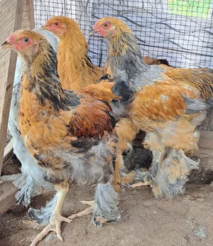 Brahma Chickens for Sale in Accra, Dansoman