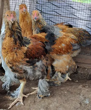 Brahma Chickens for Sale in Accra, Dansoman