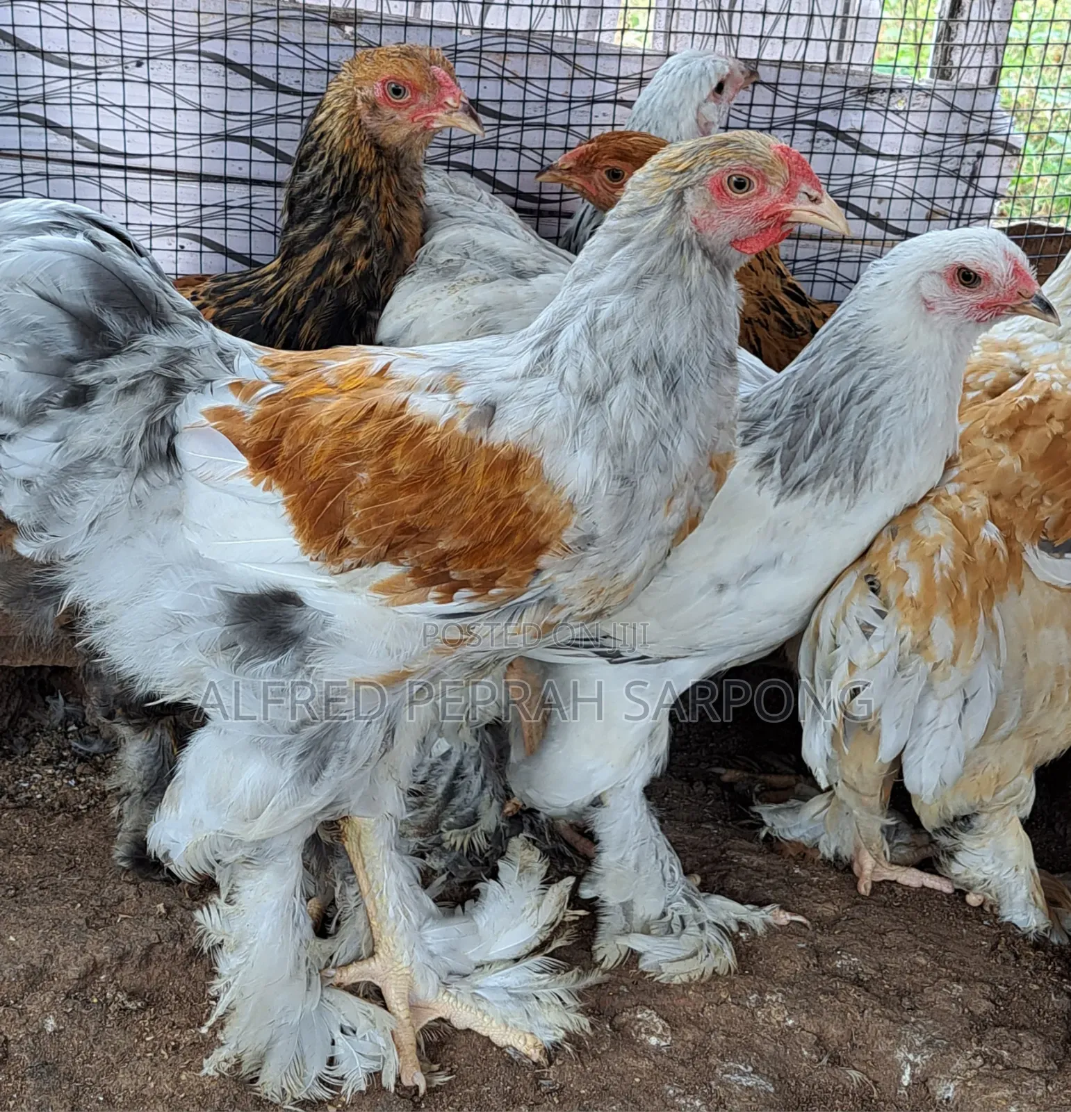 Brahma Chickens for Sale in Accra, Dansoman