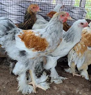 Brahma Chickens for Sale in Accra, Dansoman