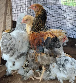Brahma Chickens for Sale in Accra, Dansoman