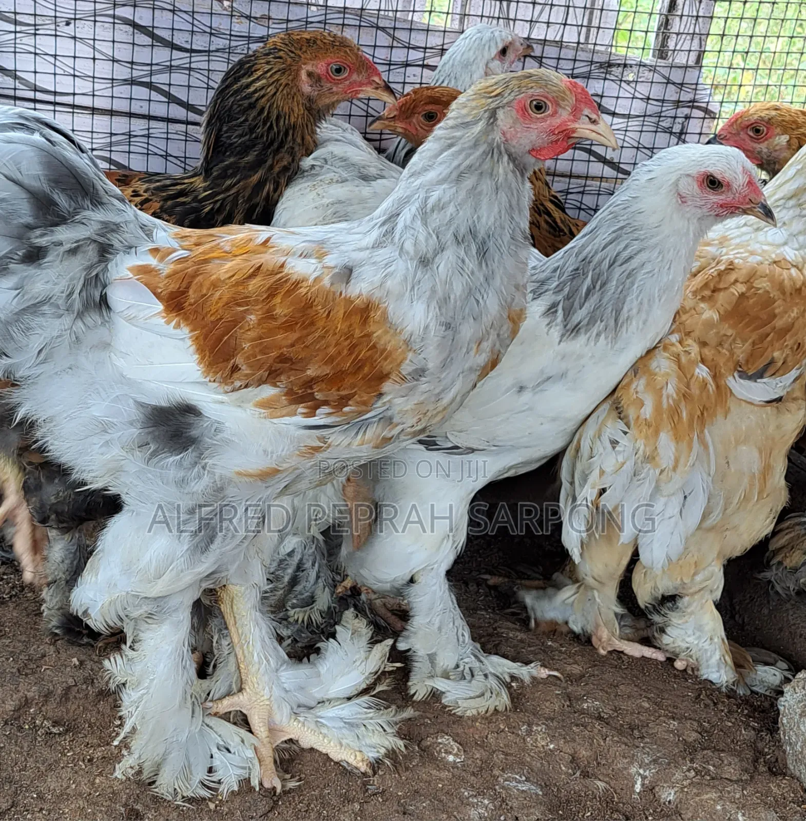 Brahma Chickens for Sale in Accra, Dansoman