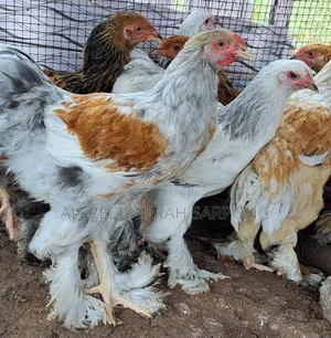 Brahma Chickens for Sale in Accra, Dansoman