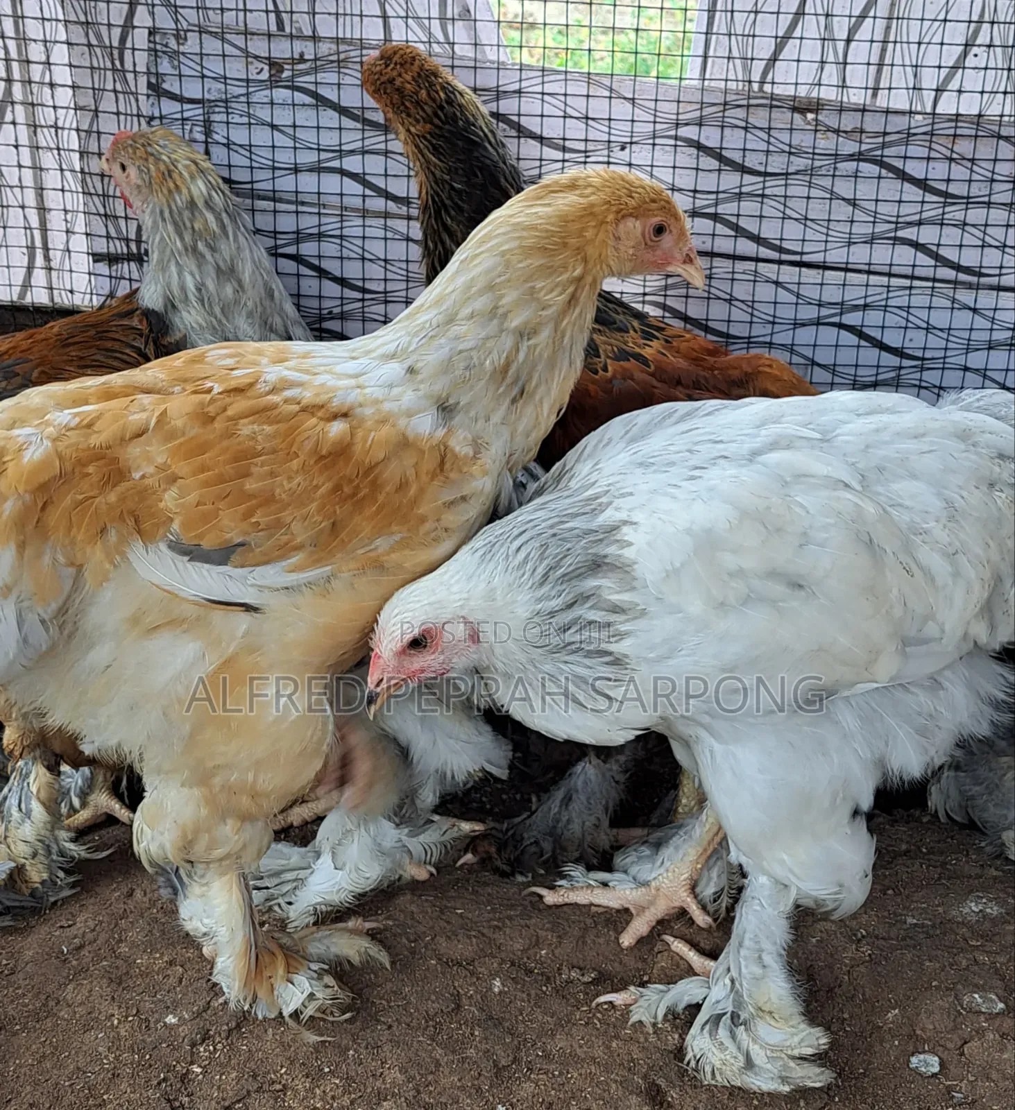 Brahma Chickens for Sale in Accra, Dansoman