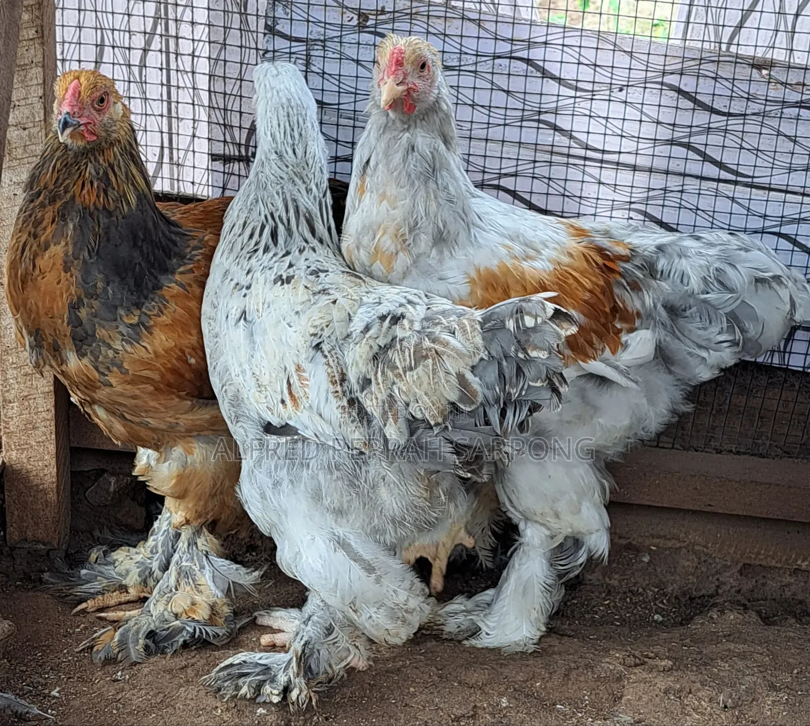 Brahma Chickens for Sale in Accra, Dansoman