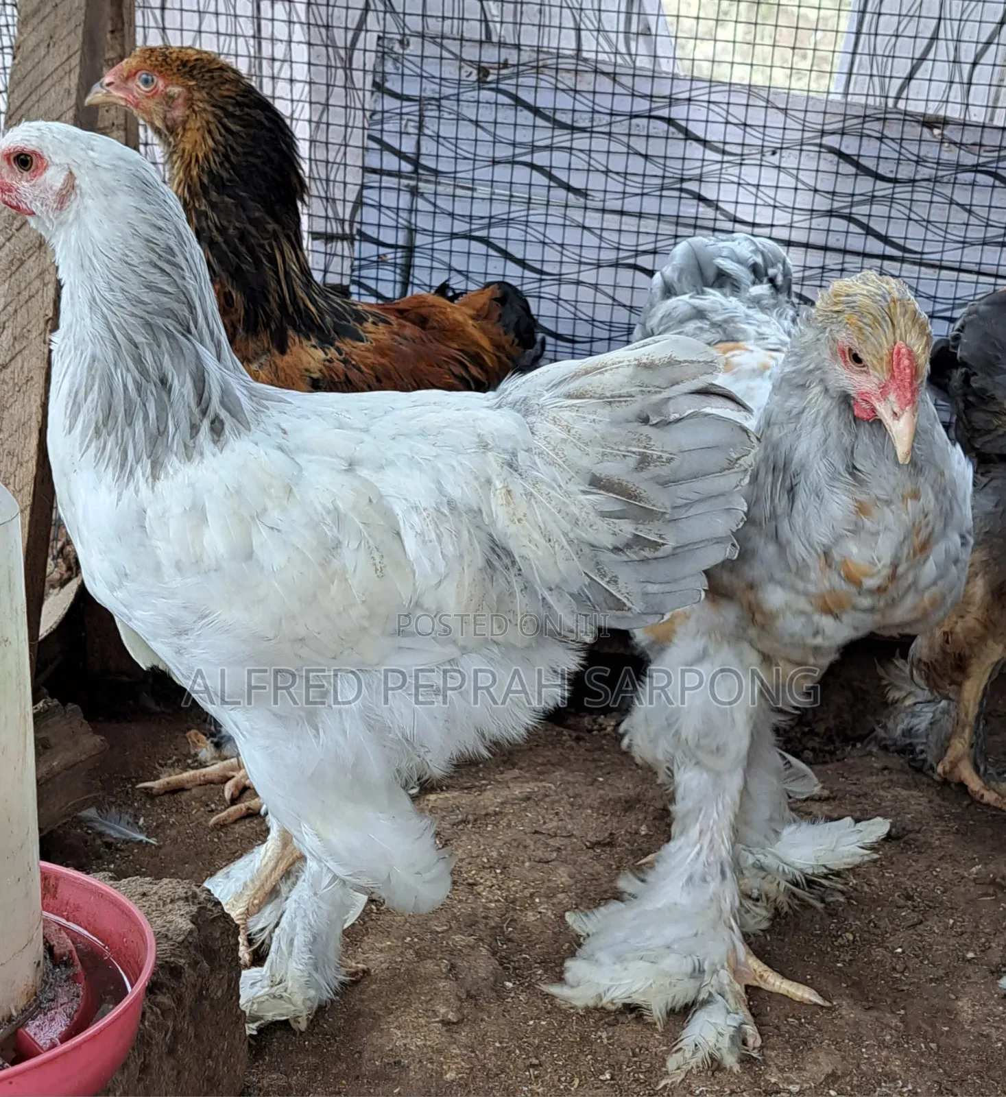 Brahma Chickens for Sale in Accra, Dansoman