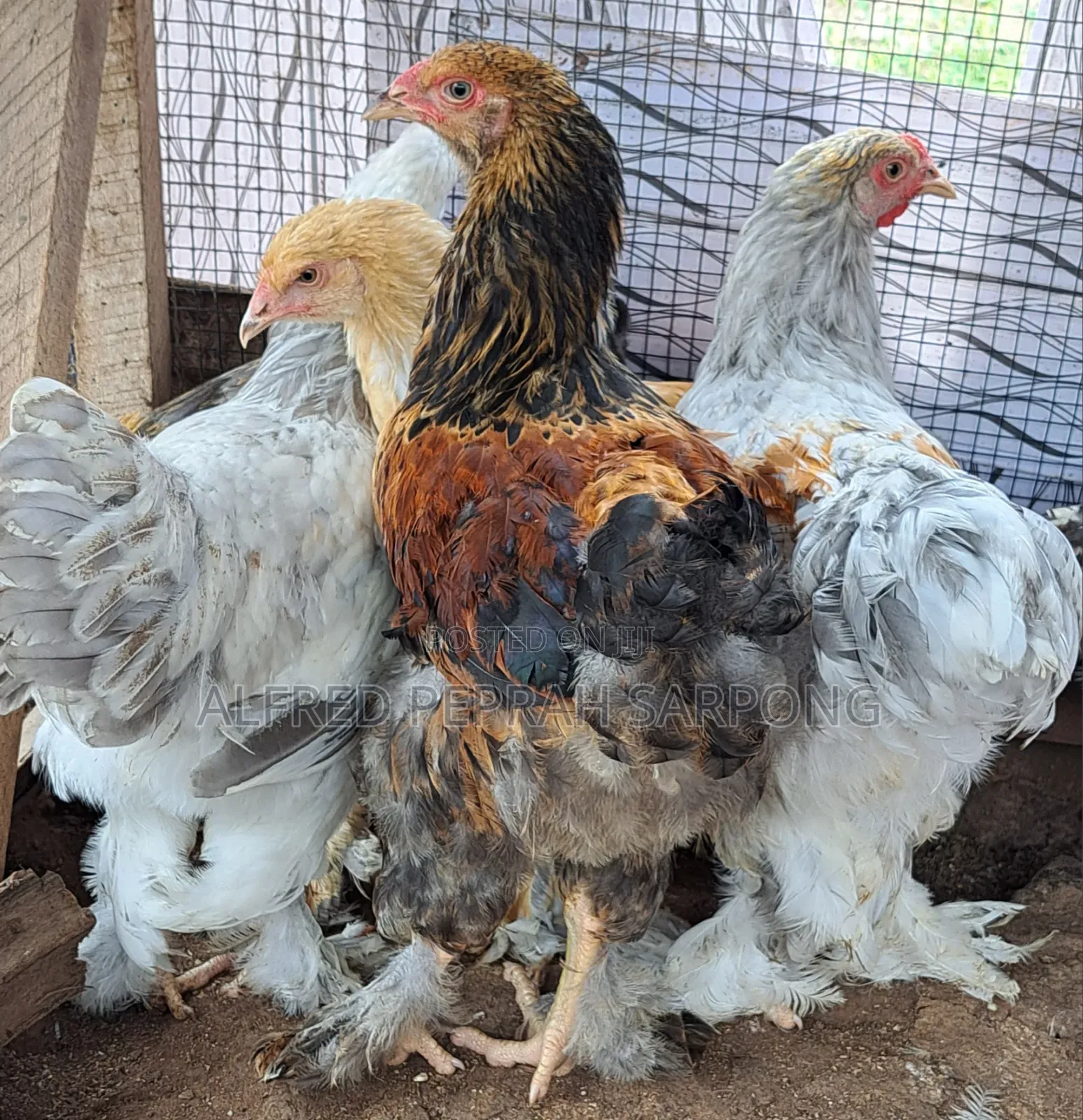 Brahma Chickens for Sale in Accra, Dansoman