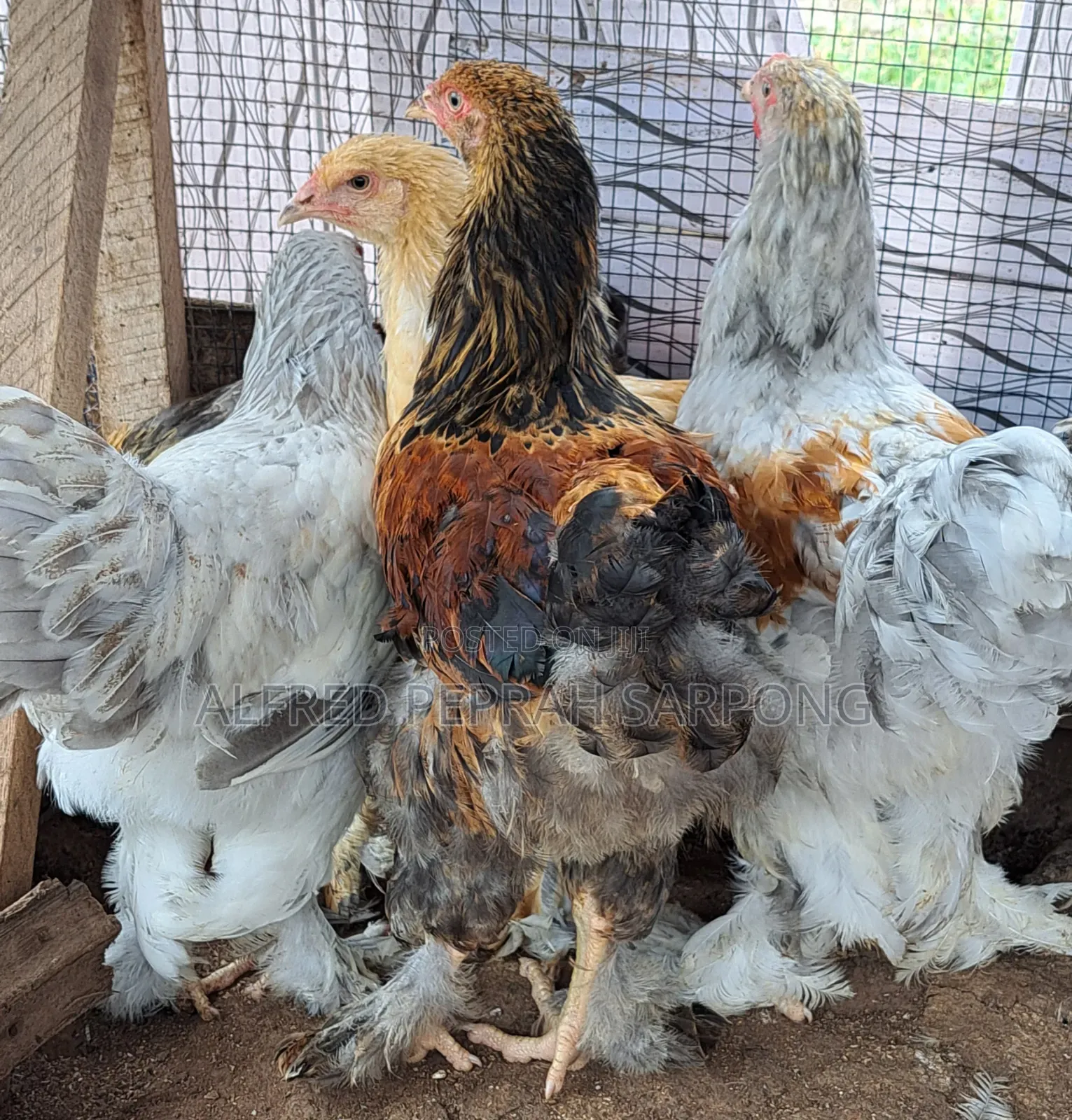 Brahma Chickens for Sale in Accra, Dansoman