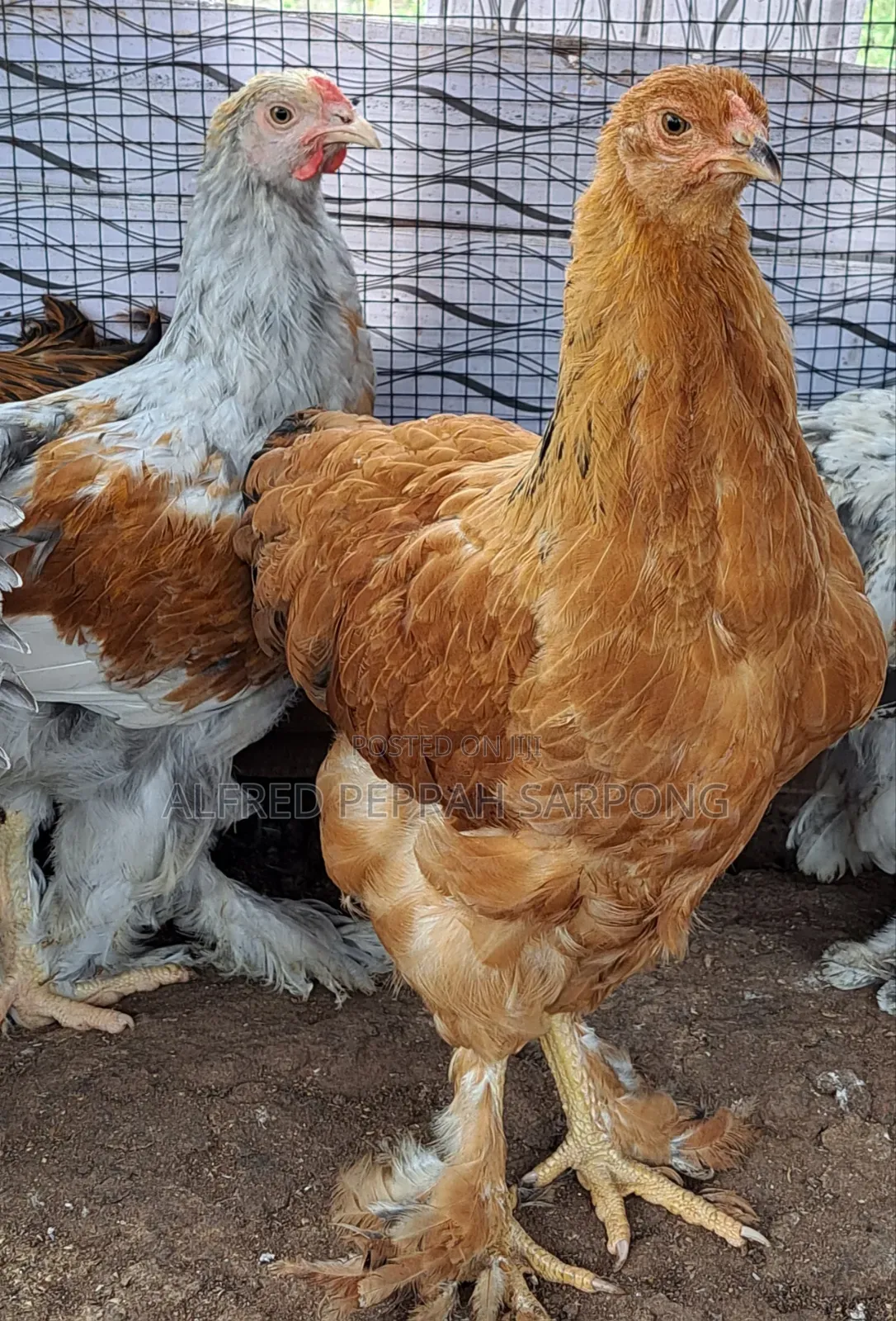 Brahma Chickens for Sale in Accra, Dansoman