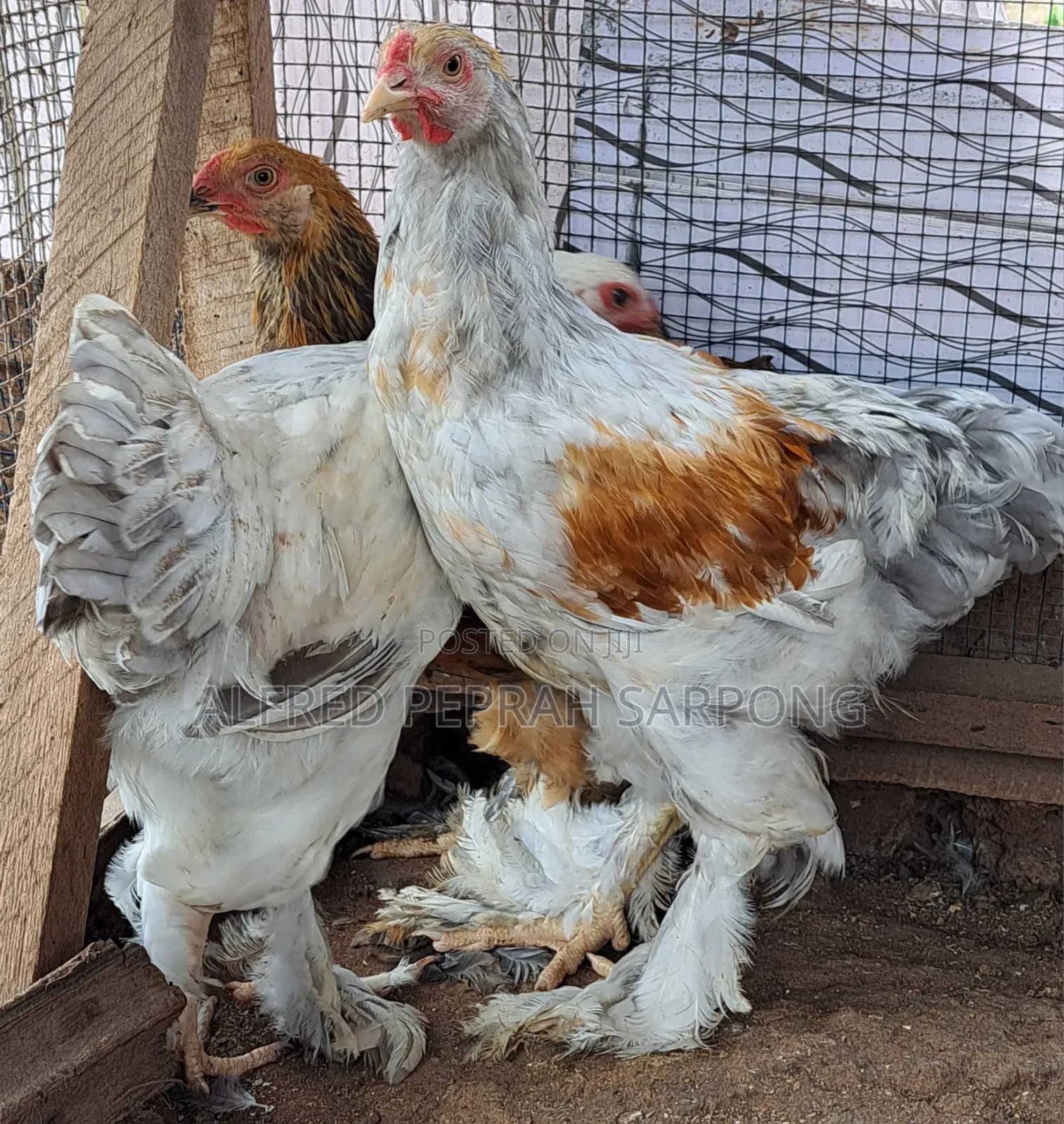 Brahma Chickens for Sale in Accra, Dansoman