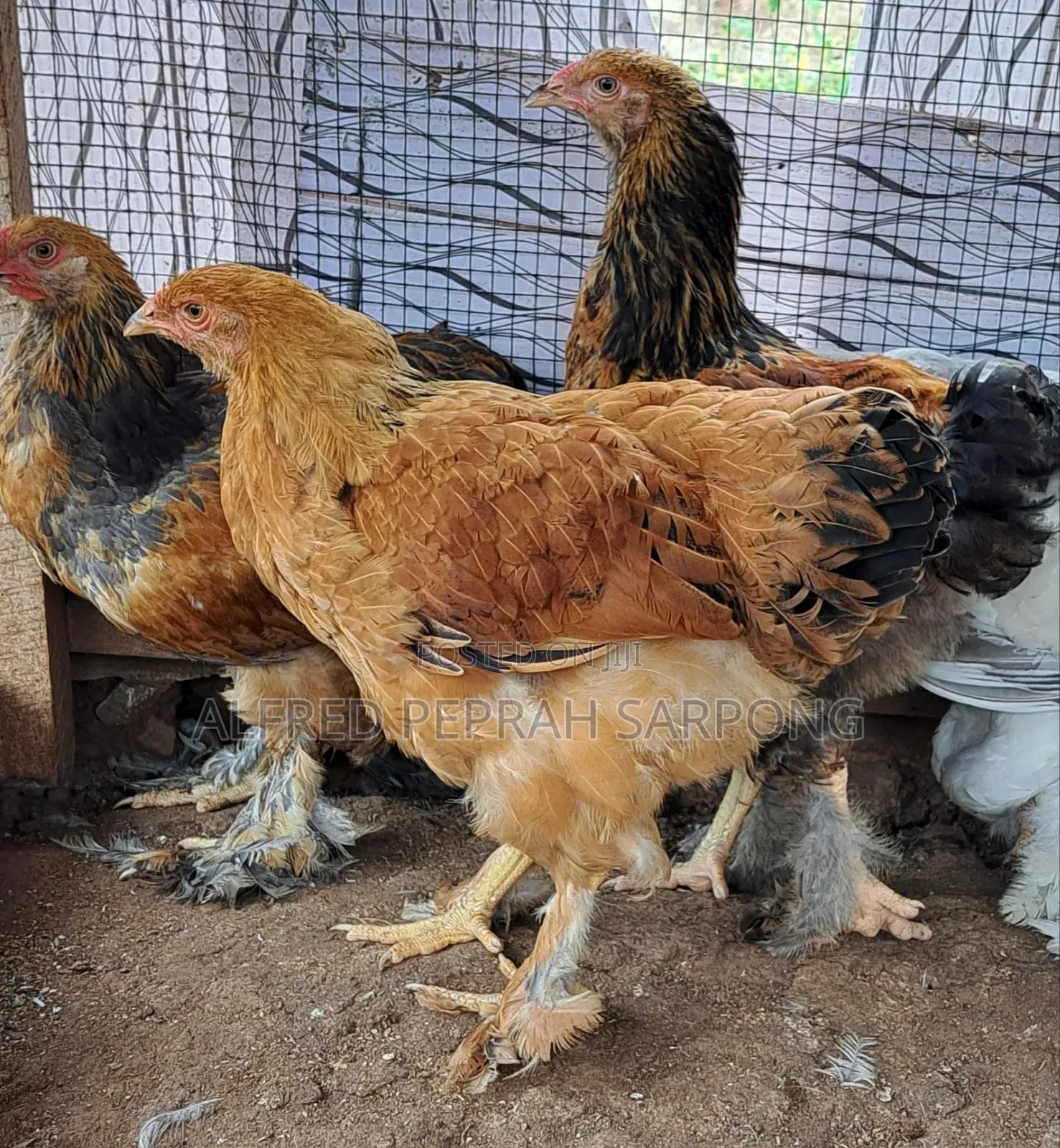 Brahma Chickens for Sale in Accra, Dansoman
