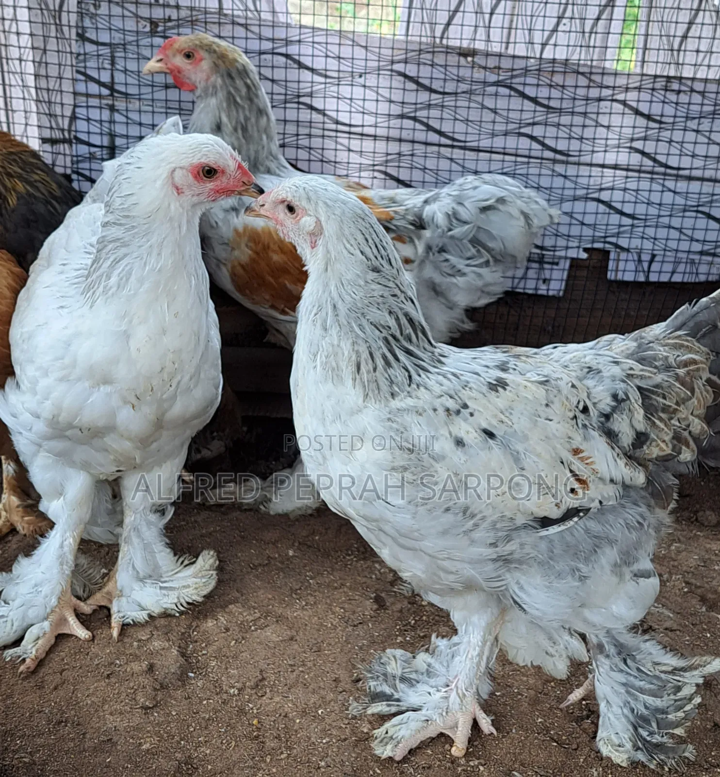 Brahma Chickens for Sale in Accra, Dansoman