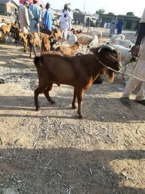Healthy Male Goat for Sale - Big Size