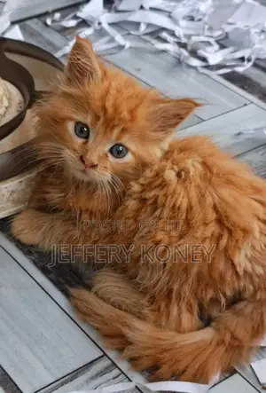 1-3 months Male Purebred Maine Coon
