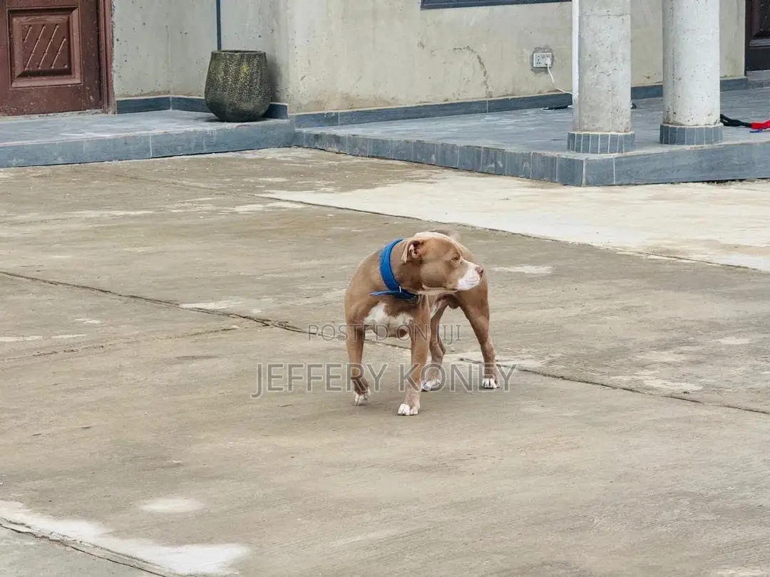 1+ year Male Purebred American Pit Bull Terrier