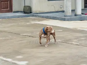 1+ year Male Purebred American Pit Bull Terrier