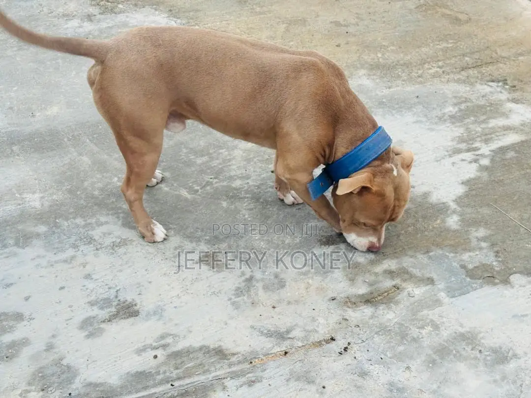 1+ year Male Purebred American Pit Bull Terrier