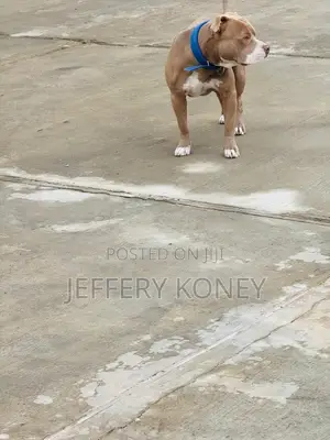 1+ year Male Purebred American Pit Bull Terrier