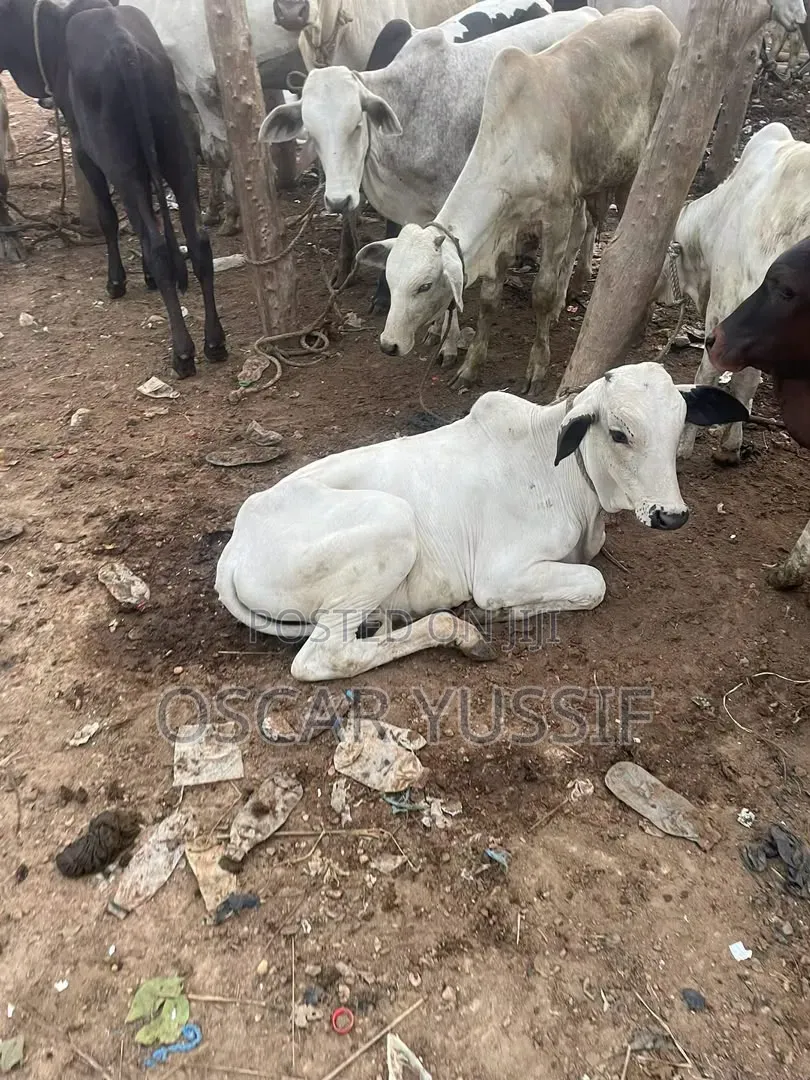 Big Fat Healthy Cow for Sale - Ready for Slaughter or Rearing.