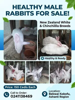 Male Rabbits for Sale