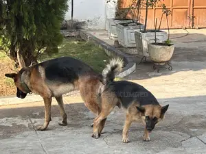 German Shepherd Stud Service Available