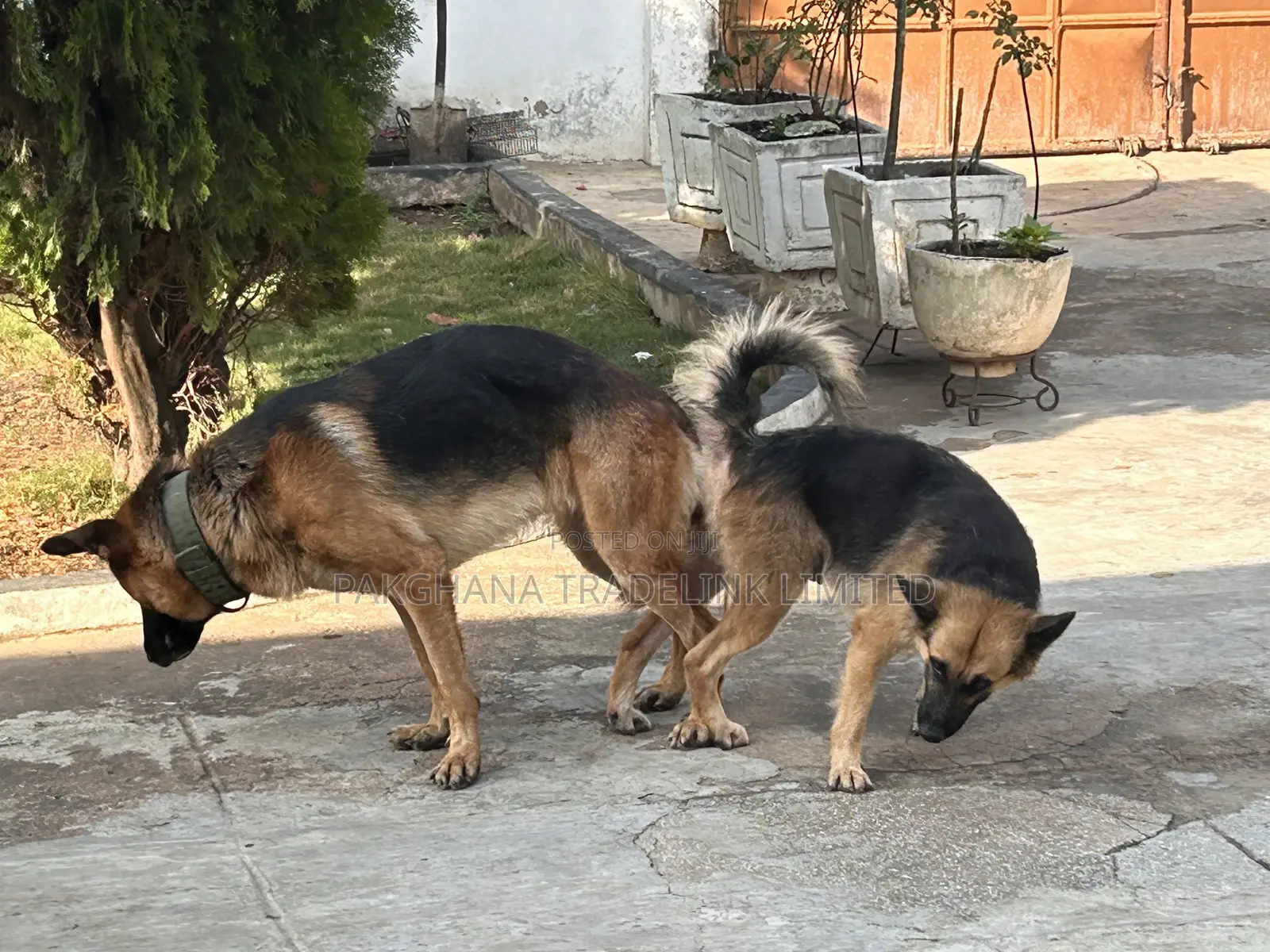German Shepherd Stud Service Available