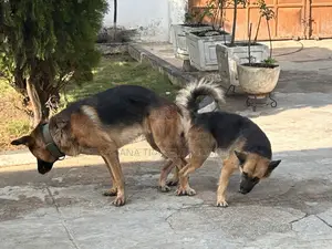German Shepherd Stud Service Available