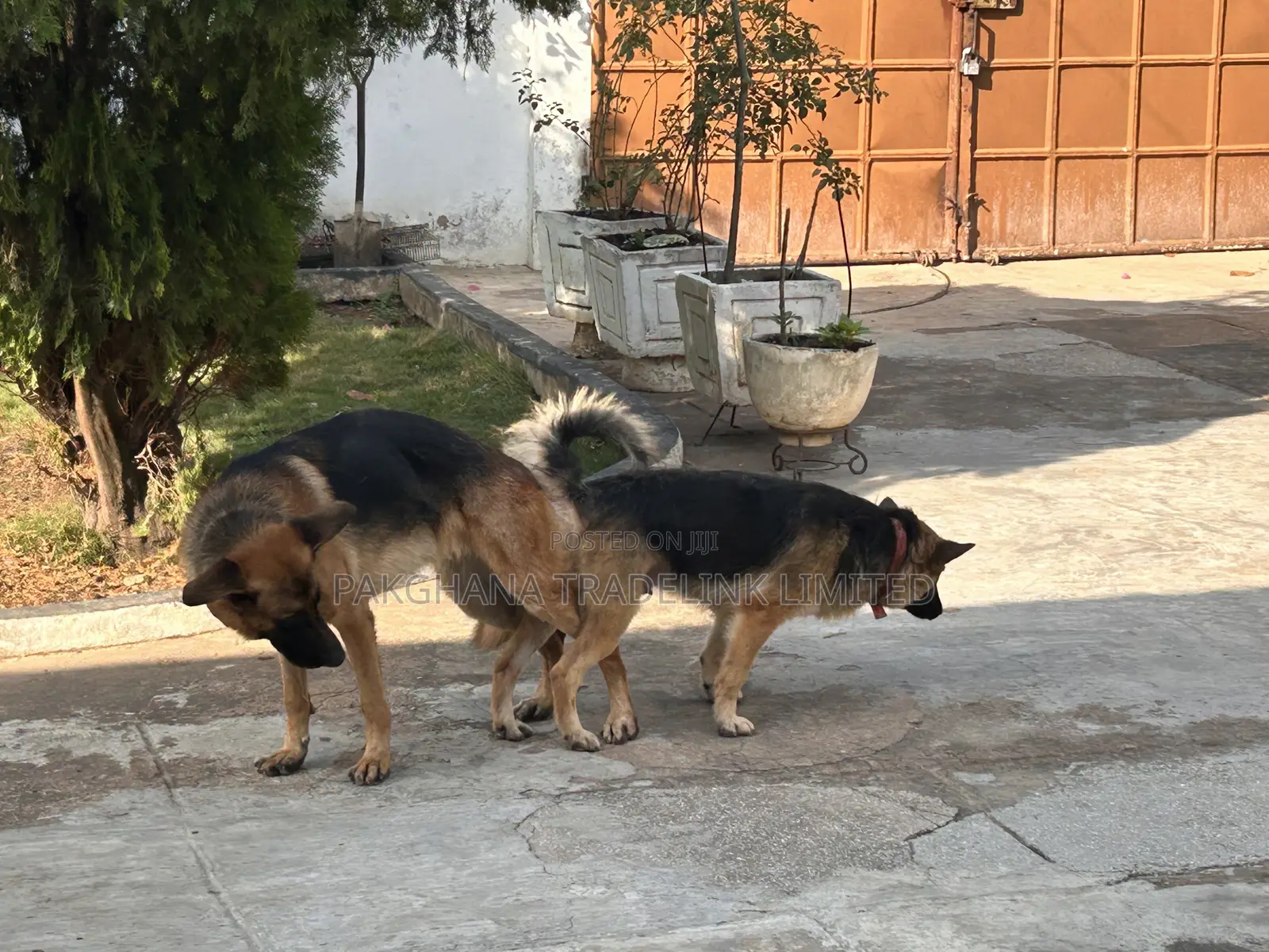 German Shepherd Stud Service Available