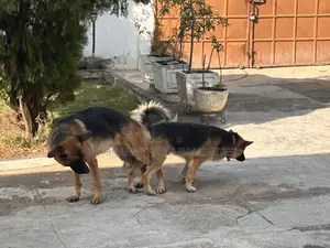 German Shepherd Stud Service Available