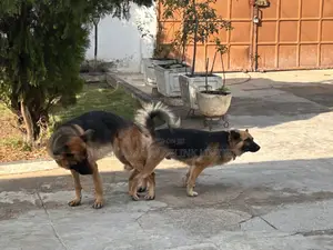 German Shepherd Stud Service Available