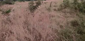 2 Plots of Land for Sale at Odumse Along Afienya-Dodowa Road