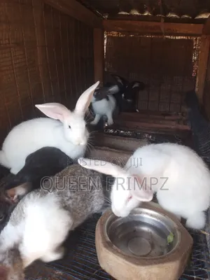Affordable and Cute Ready to Crossed (Bunnies)Available for Sale