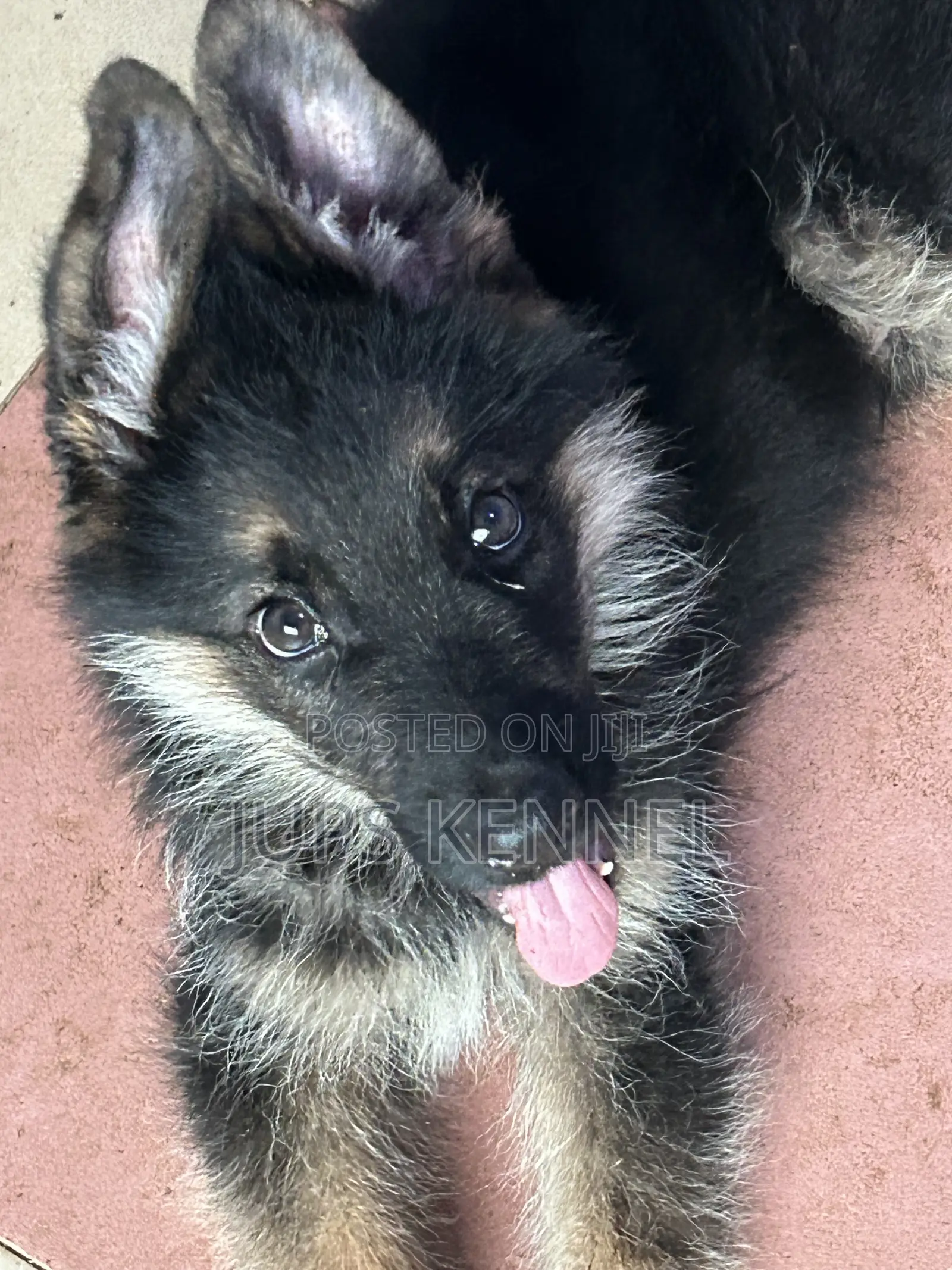 1-3 months Male Purebred German Shepherd