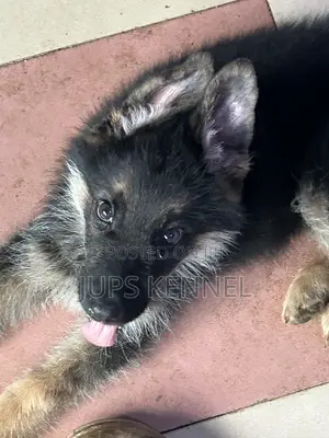 1-3 months Male Purebred German Shepherd