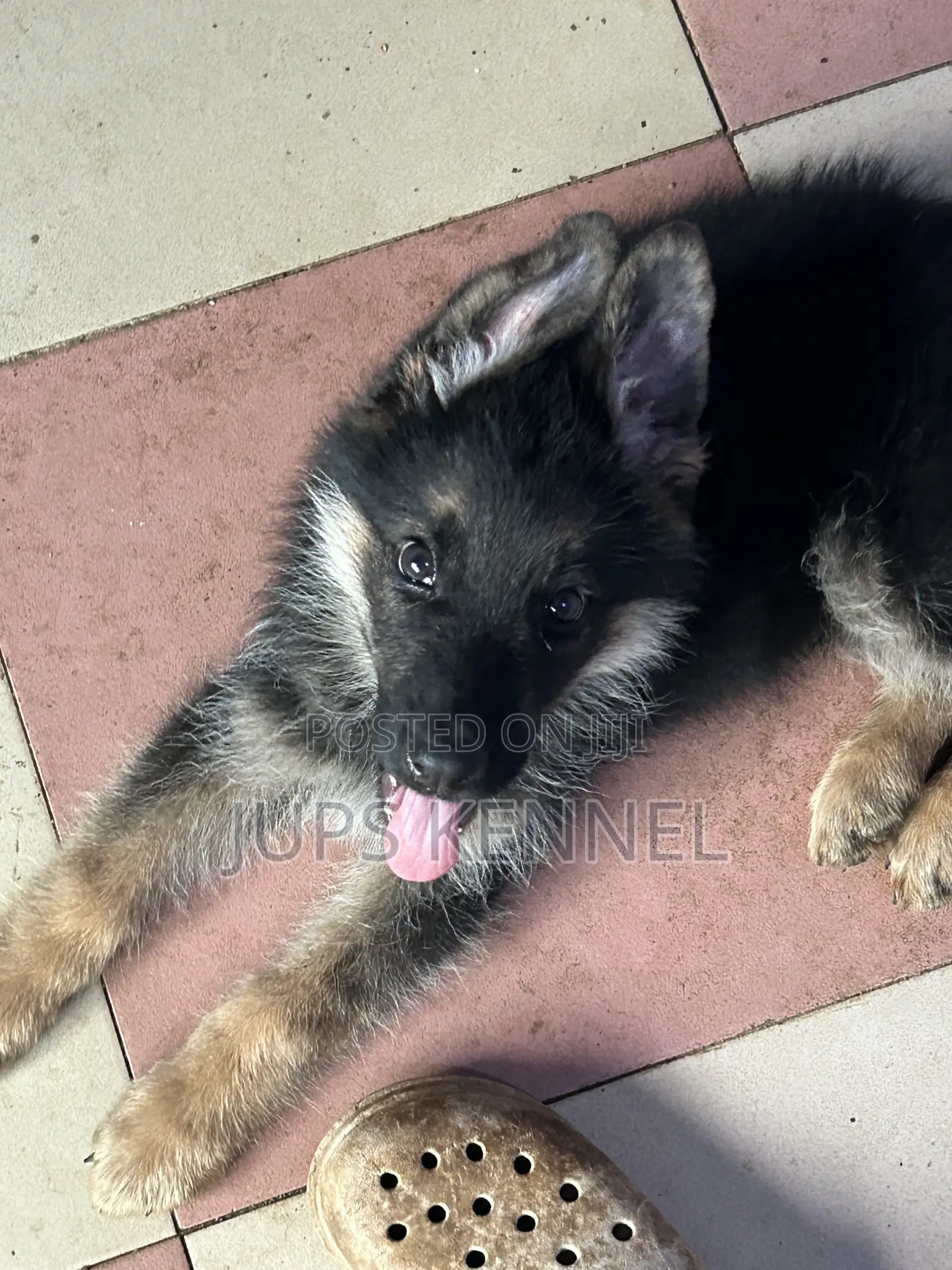 1-3 months Male Purebred German Shepherd