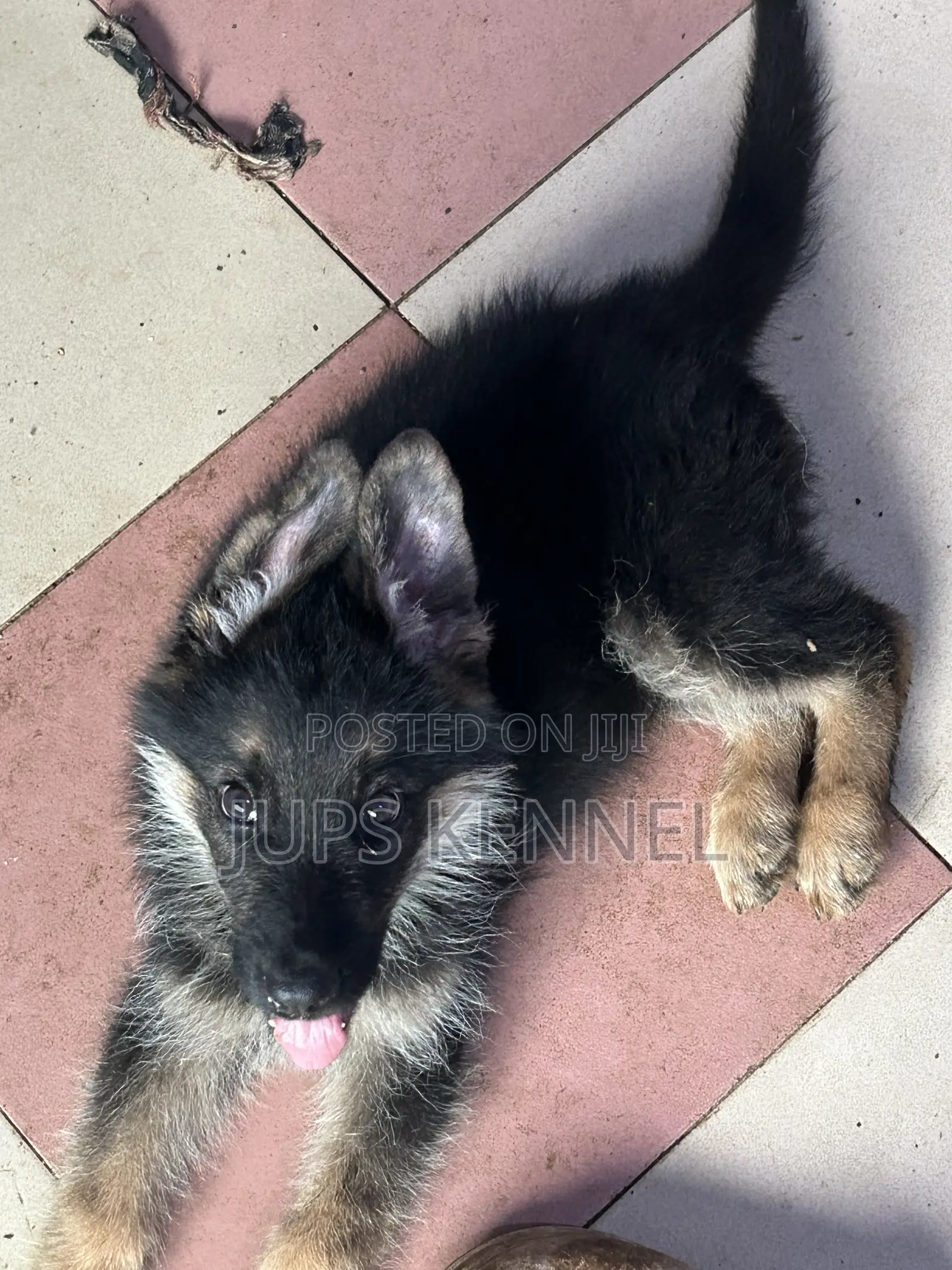 1-3 months Male Purebred German Shepherd