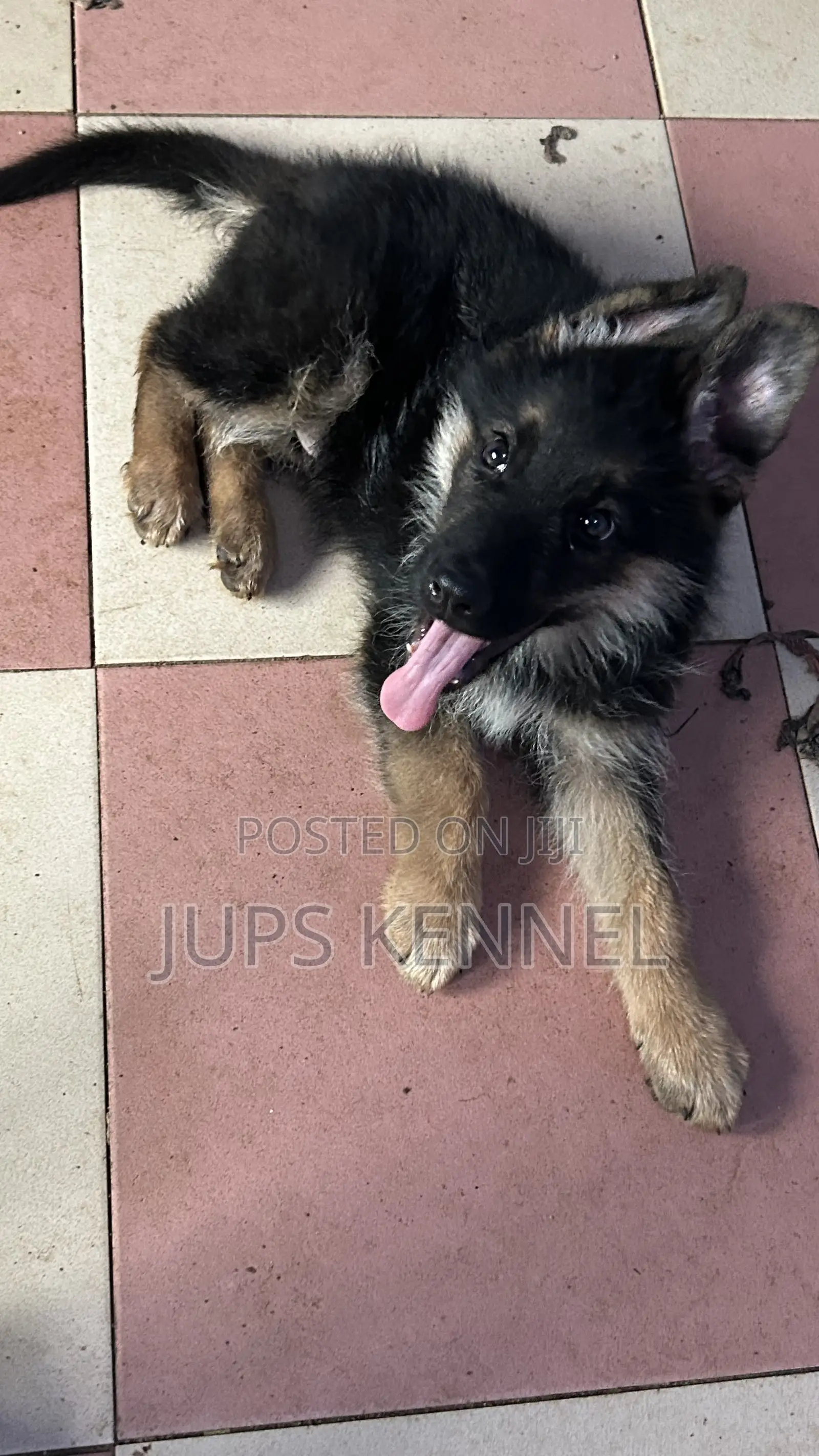 1-3 months Male Purebred German Shepherd