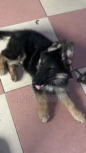 1-3 months Male Purebred German Shepherd
